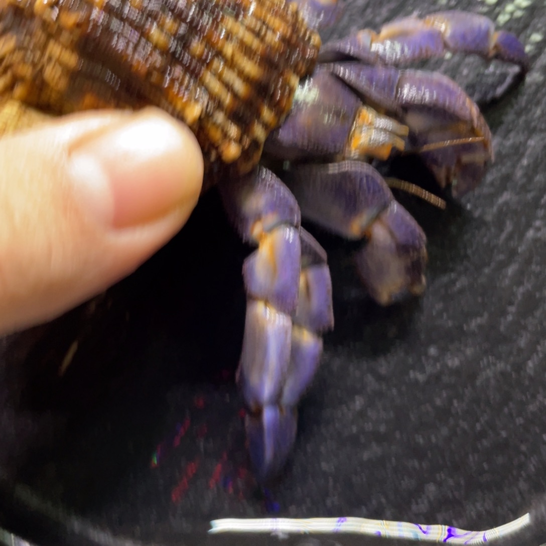 寄居蟹寄居蟹寄居蟹