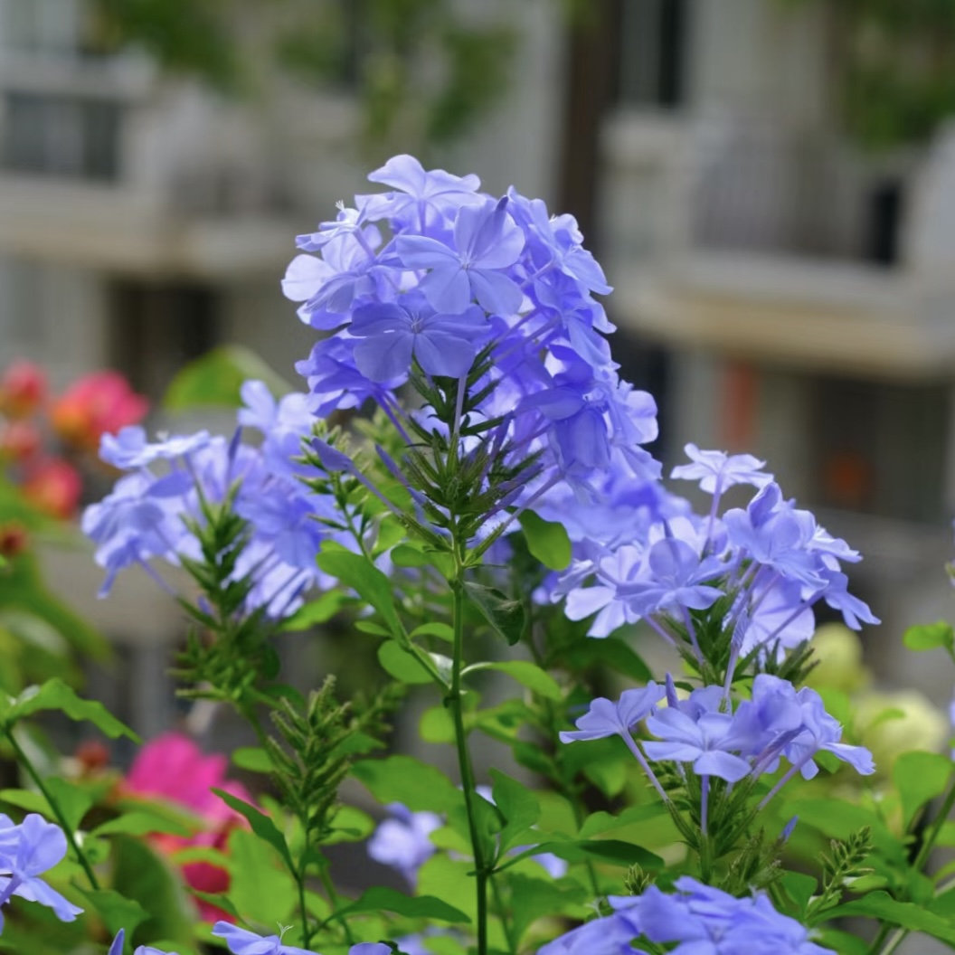 蓝雪花丛生盆栽庭院阳台爆花强花卉新手易养护生花苞发货