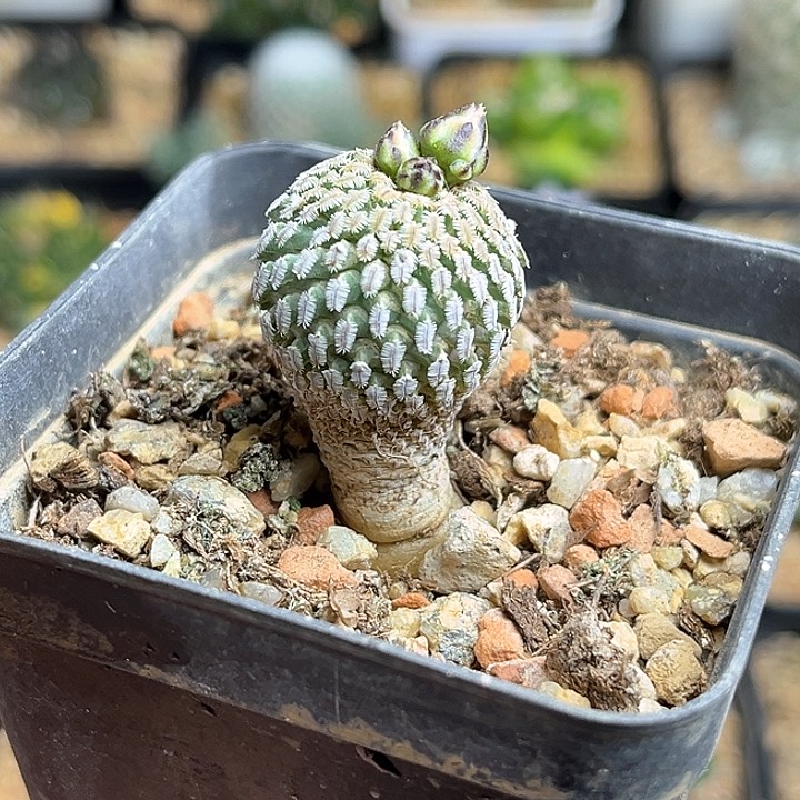 精巧殿实生球一颗2.2公分