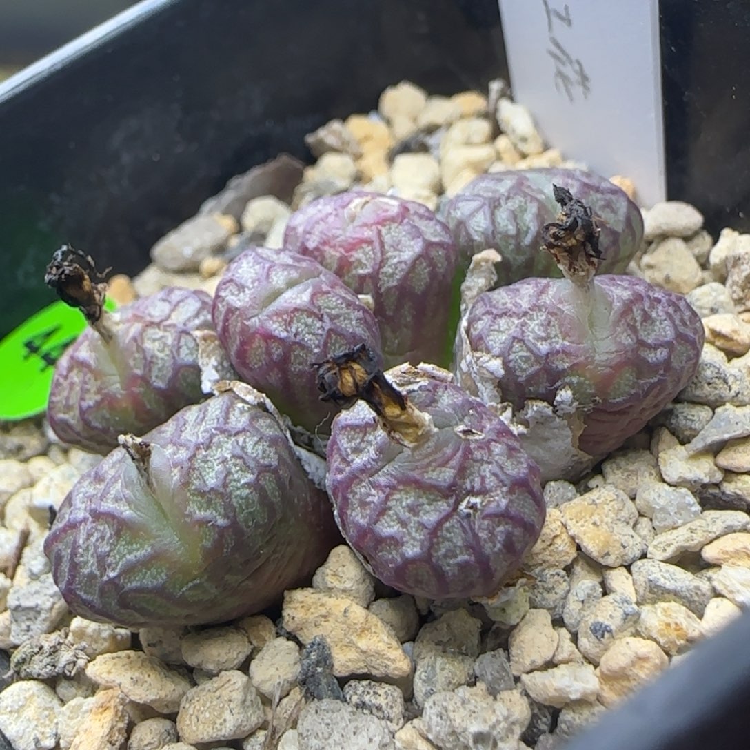 送奶工杂交多肉444