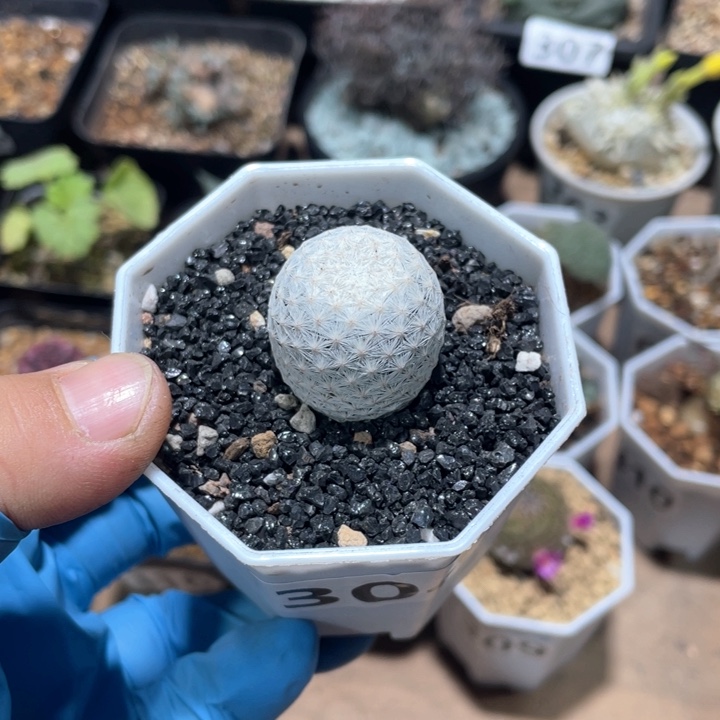 304实生白鸟仙人球