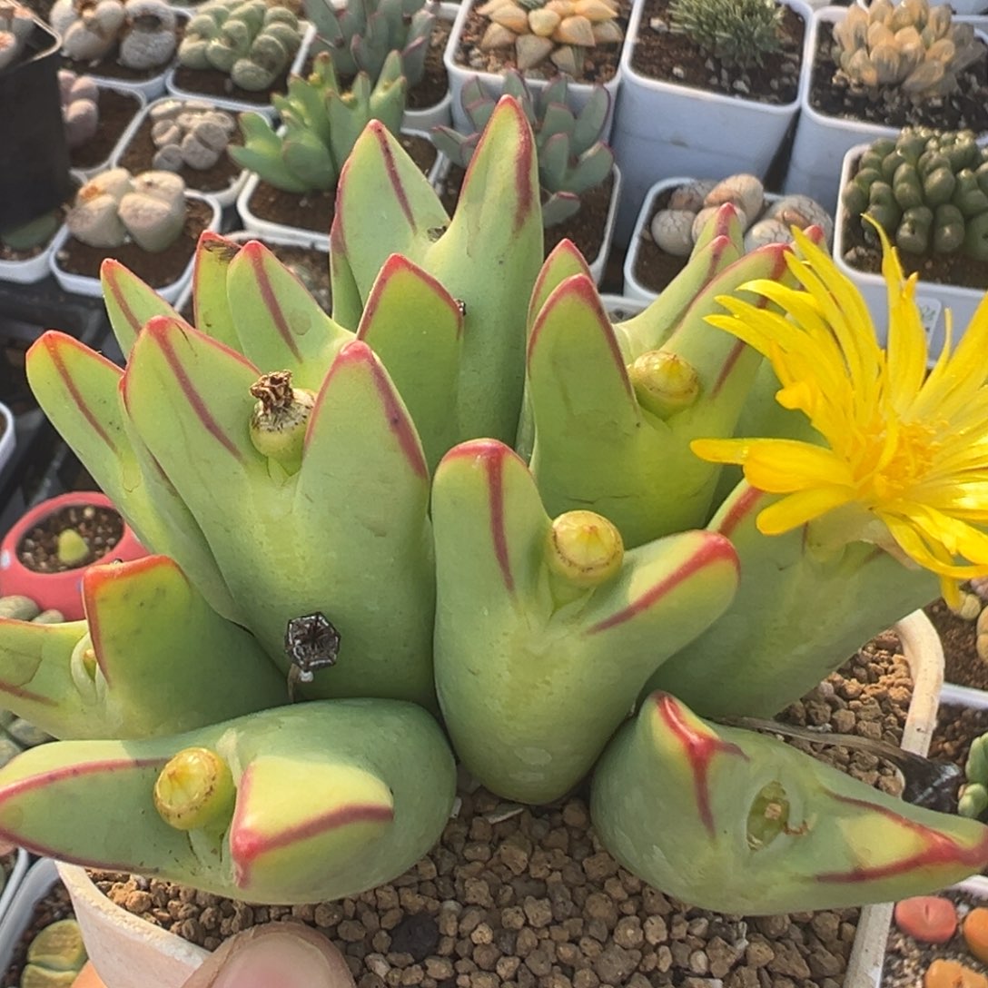 36多肉植物百科植物