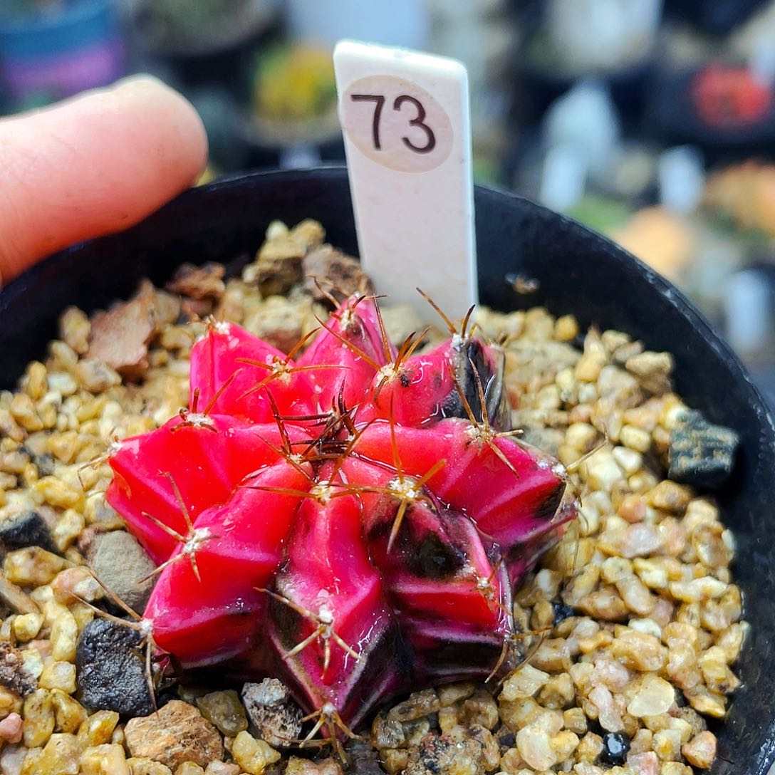 非偏远地区满25包邮仙人球