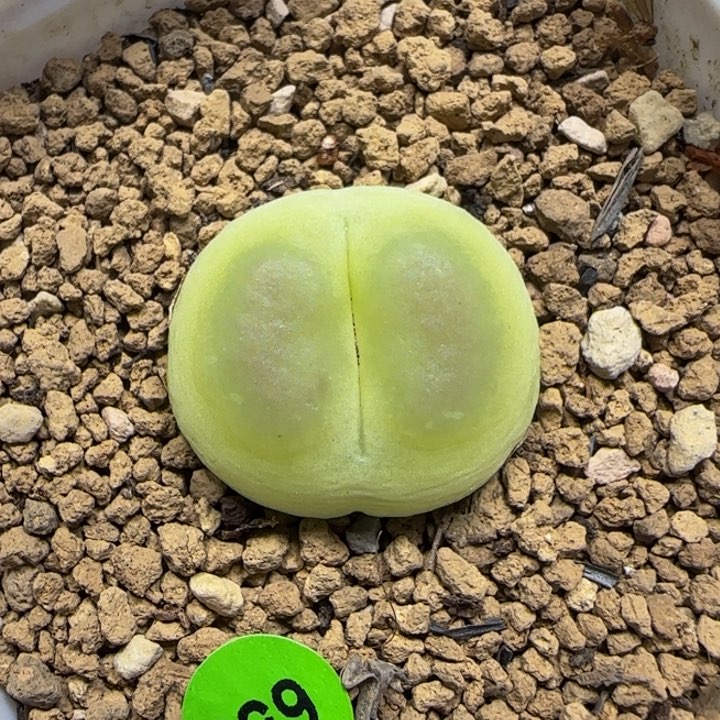 拉登2.3多肉植物658