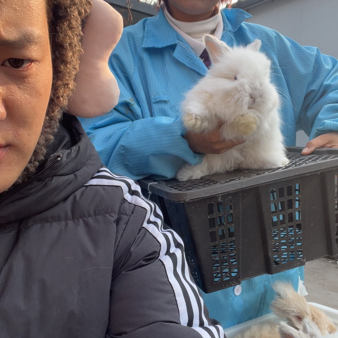 S***i双血统英系安哥拉兔