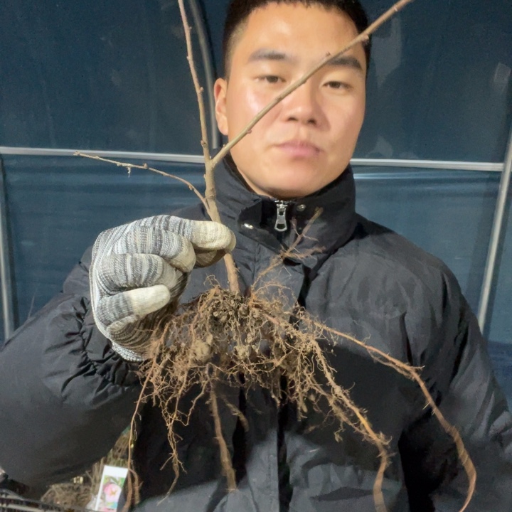 长寿冠海棠花一颗苗