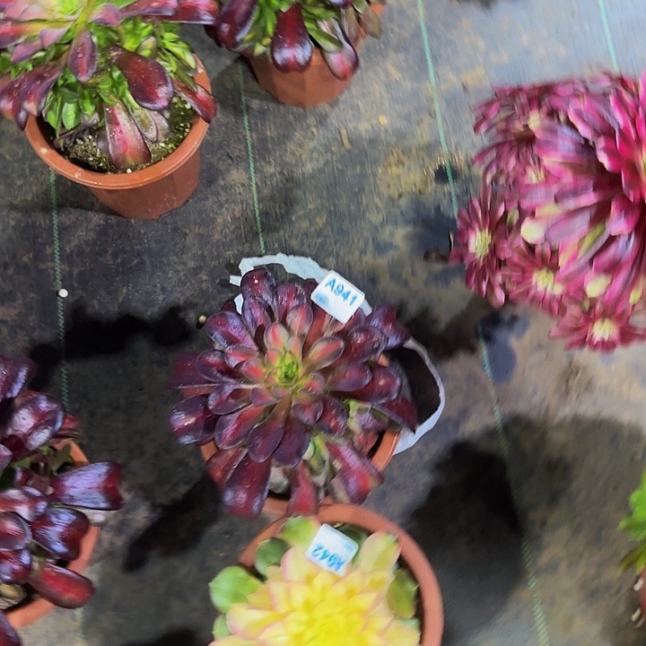 浮*941花那  942香妃小苗