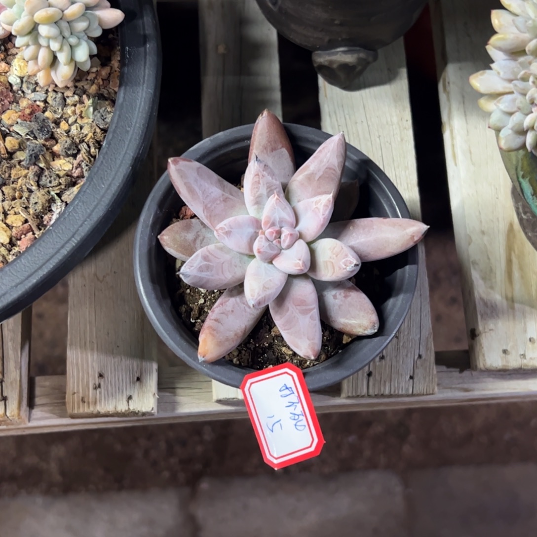 多肉植物多肉植物