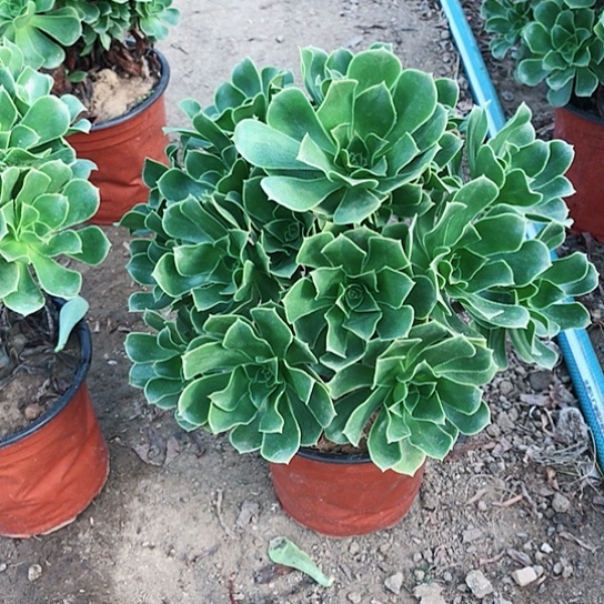 ぺ****香馥法师0000000022