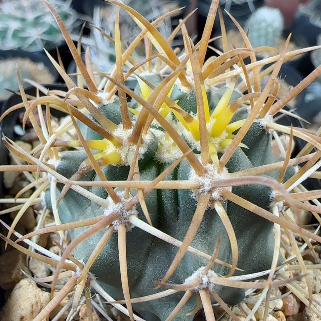 实生金冠龙多肉000