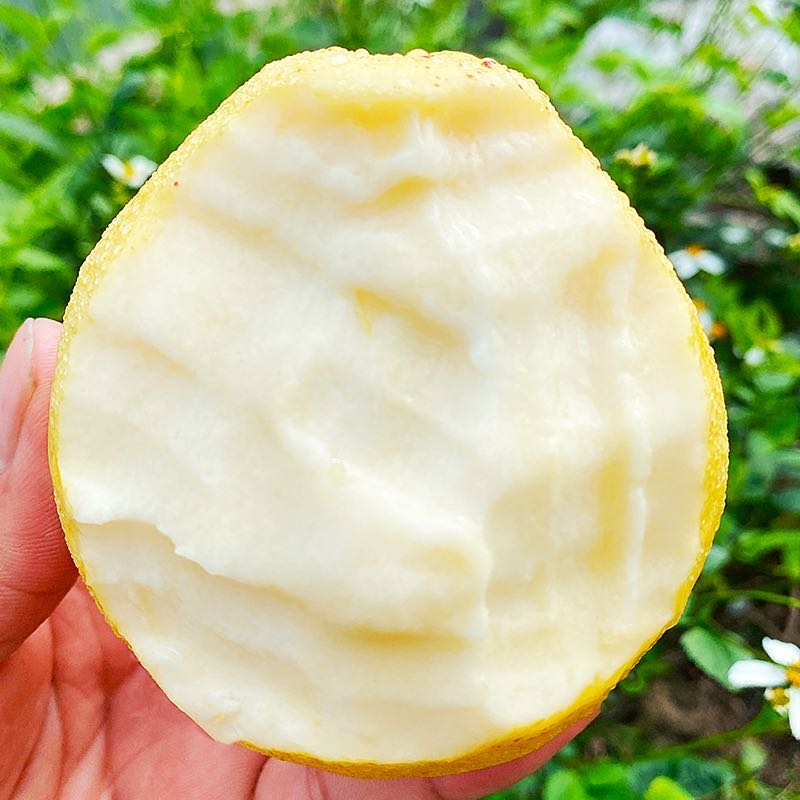 树熟芭乐【新疆包邮到家】冰淇淋奶油芭乐【软糯香甜】