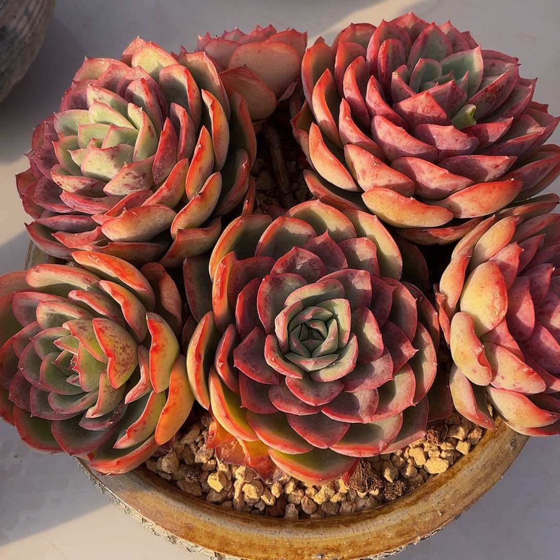 呈露有砍变异多肉多肉多肉