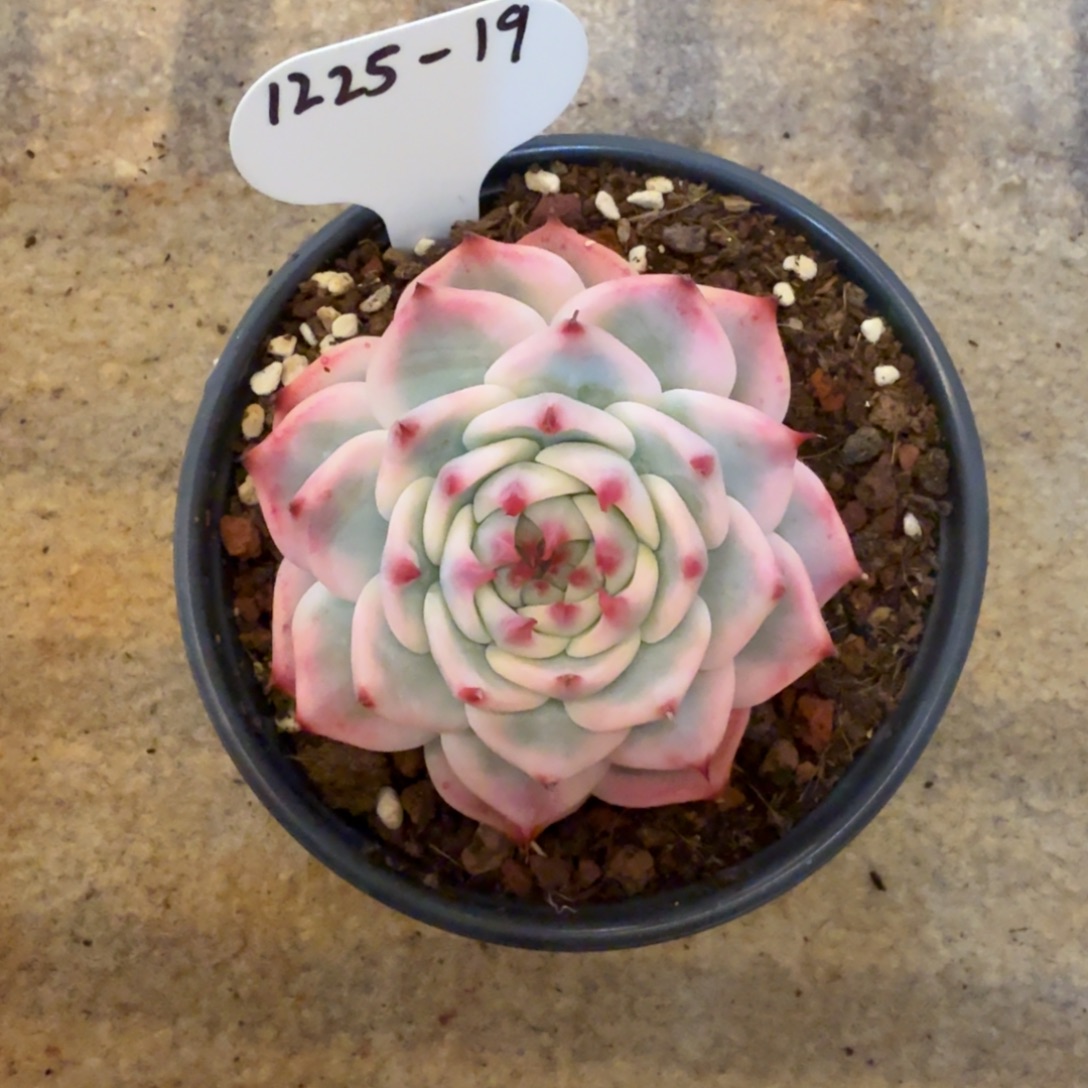 向***活1225-19吉娃娃锦一颗