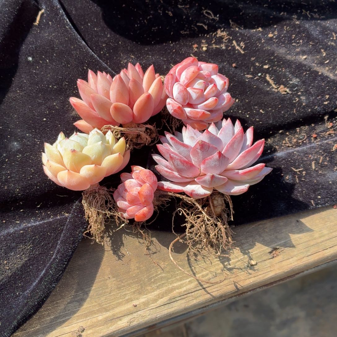 A***）你就在家里吃东西就睡