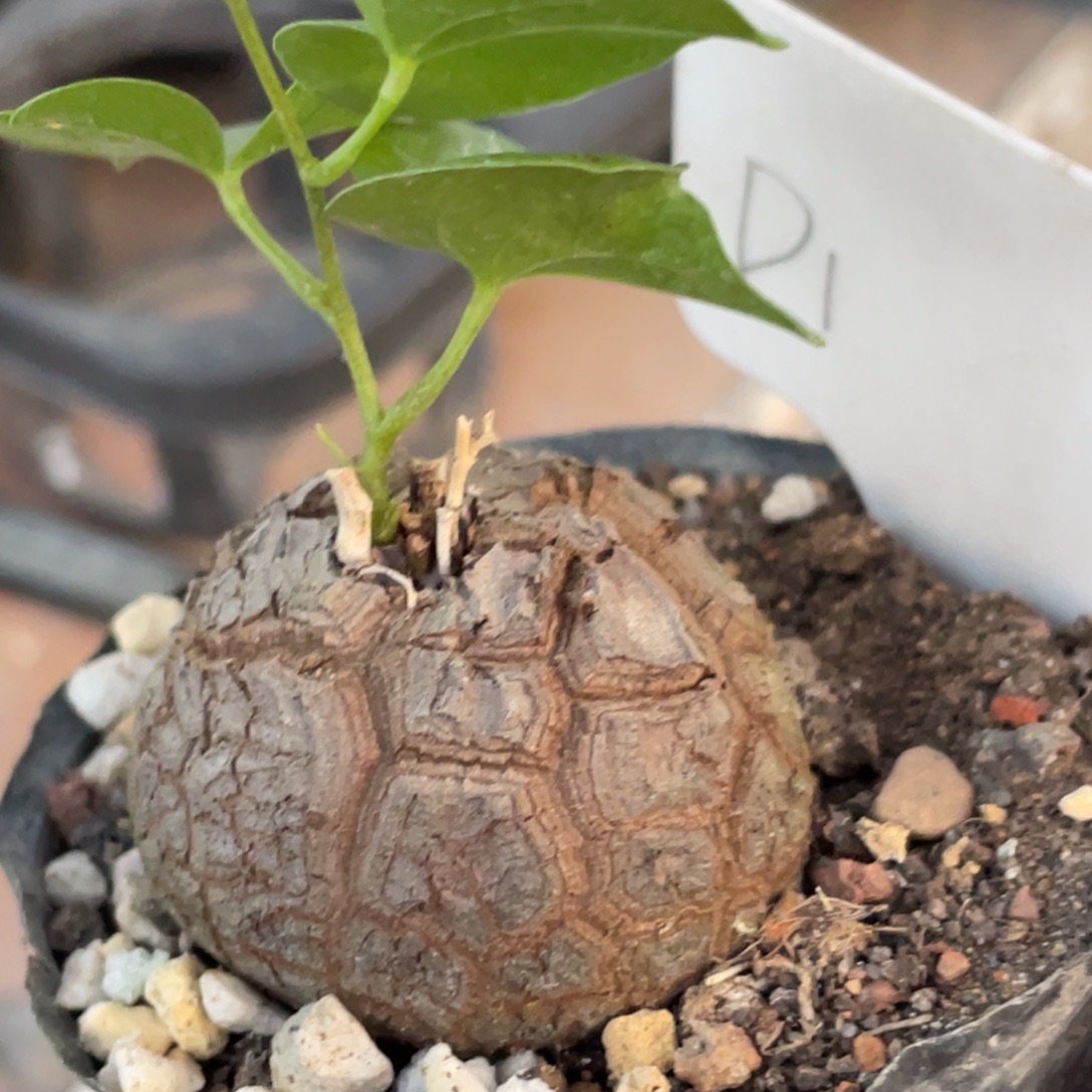 龟甲龙4.1公分，不退不换微椭圆