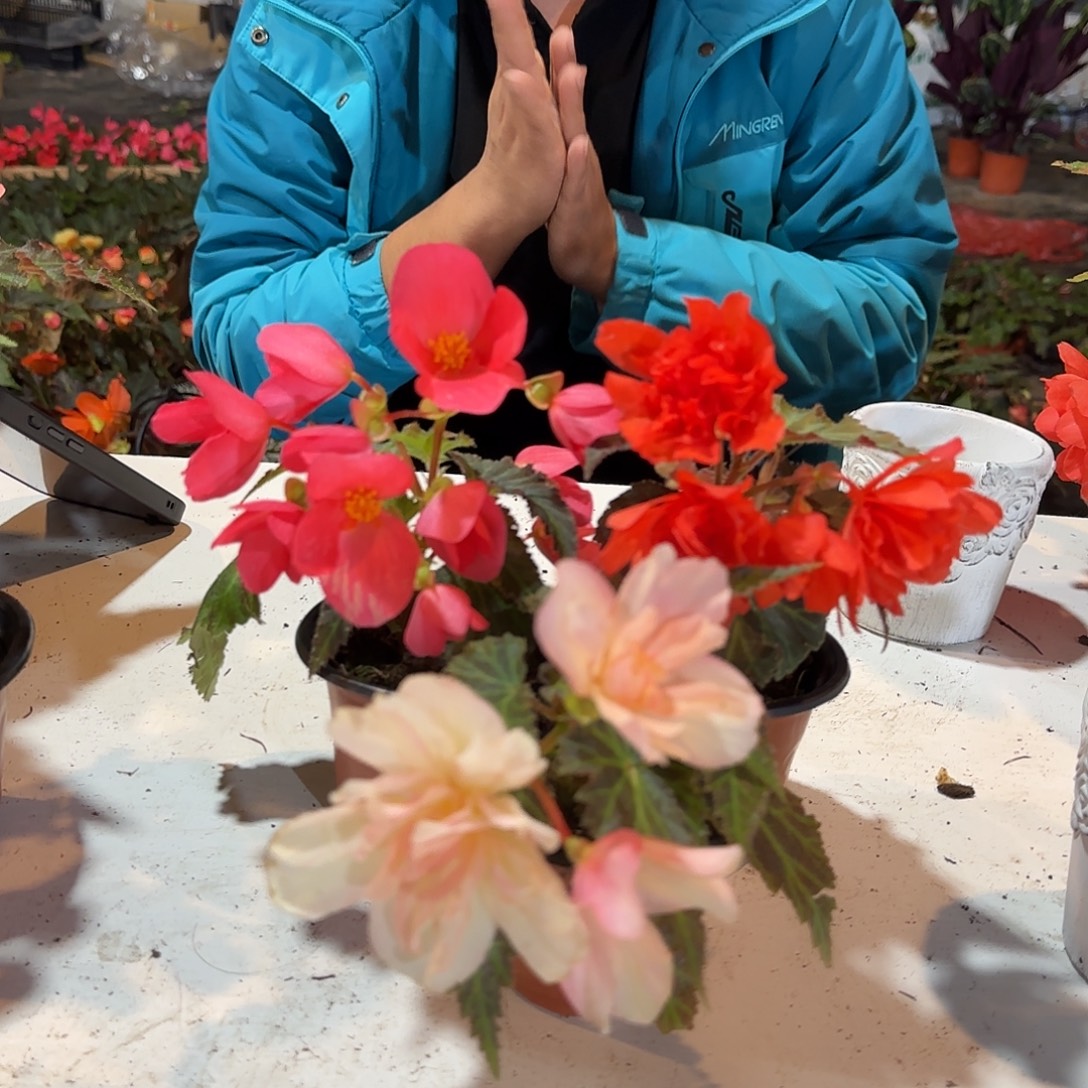 90杯初吻➕珊瑚➕浆果掉花折叶正常，介意勿拍，不拍保温冻死不售后