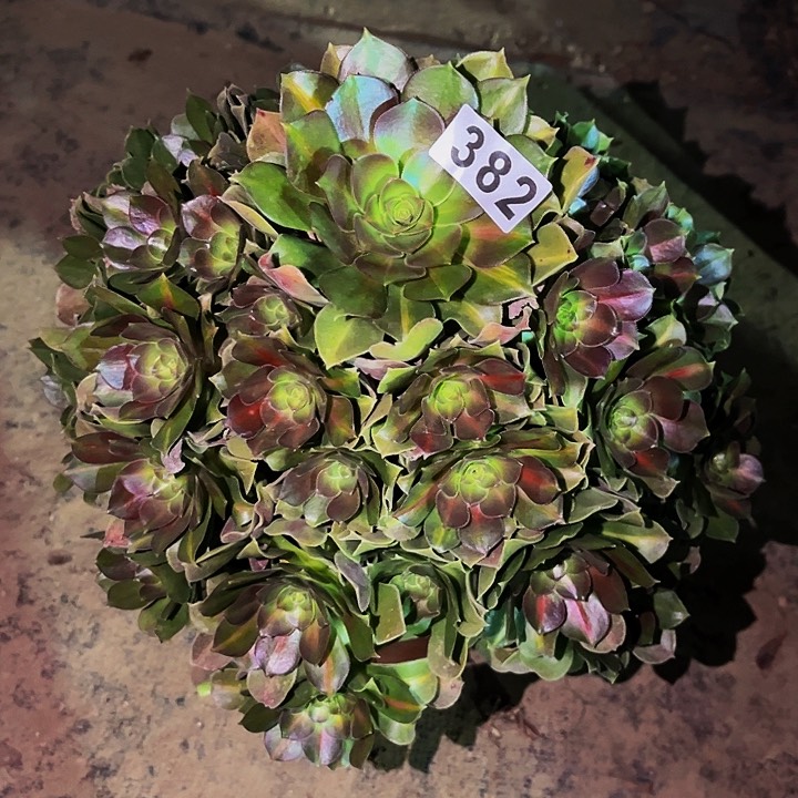 382妖月多肉植物处理不售后中班