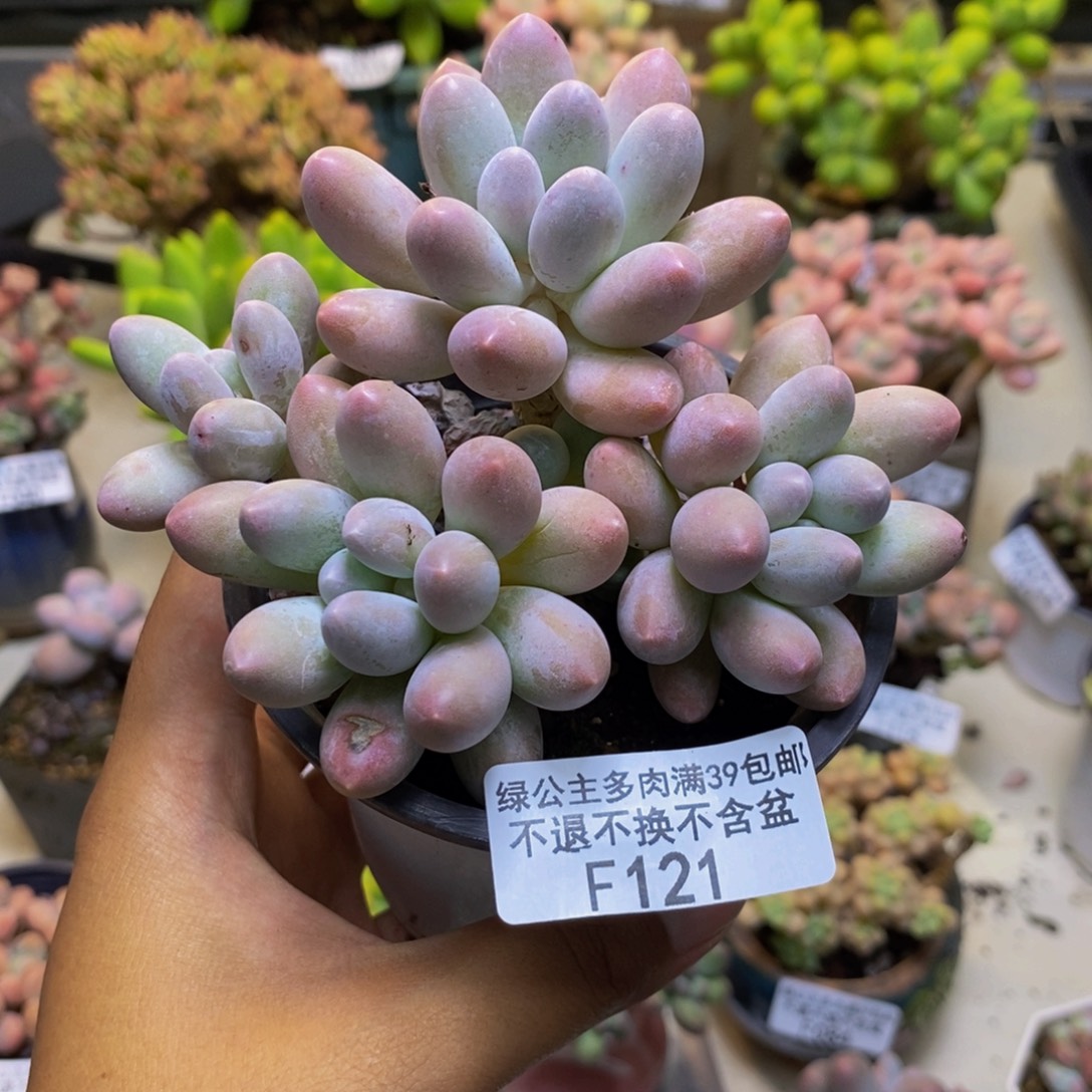121丸叶汤圆多肉8cm