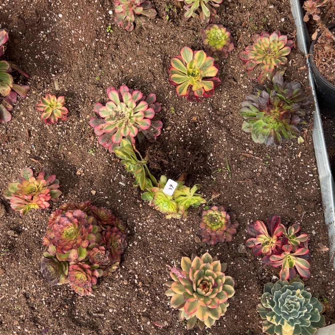 59一片多肉嘻嘻嘻