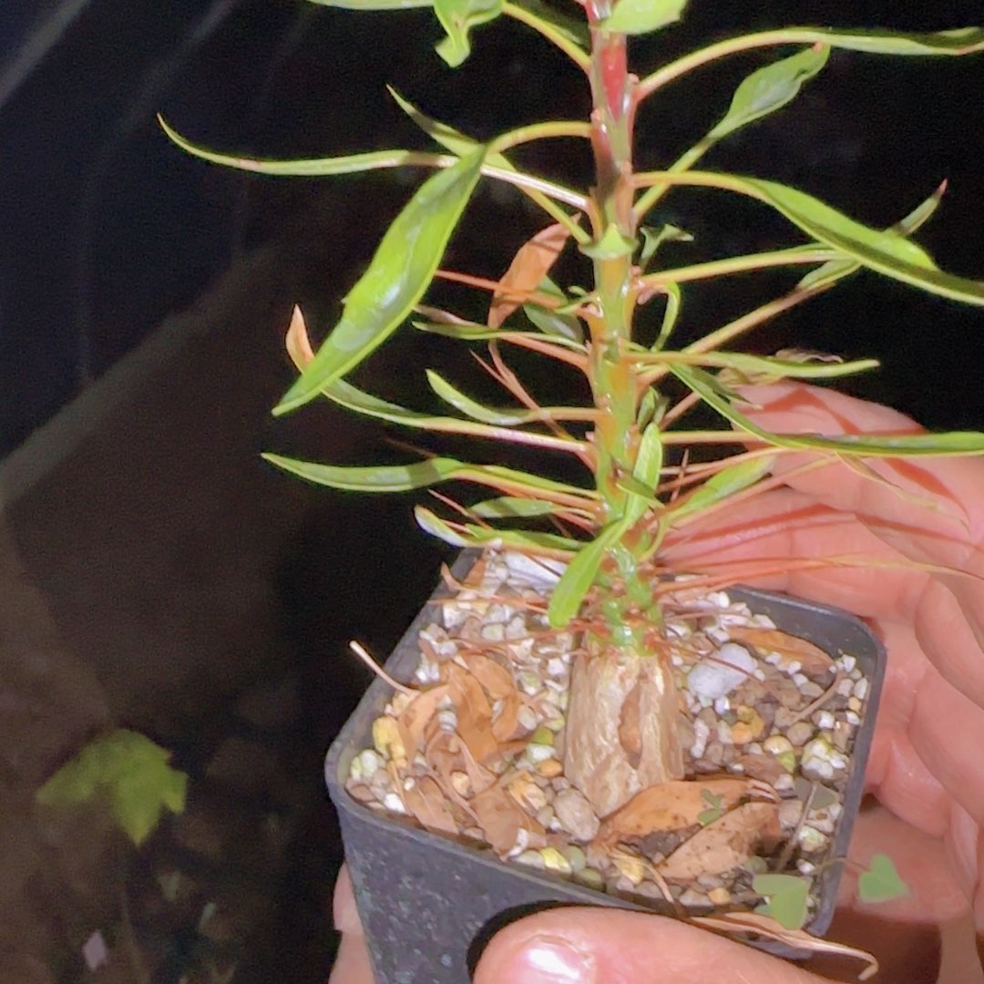 小***豆块根植物块根植物