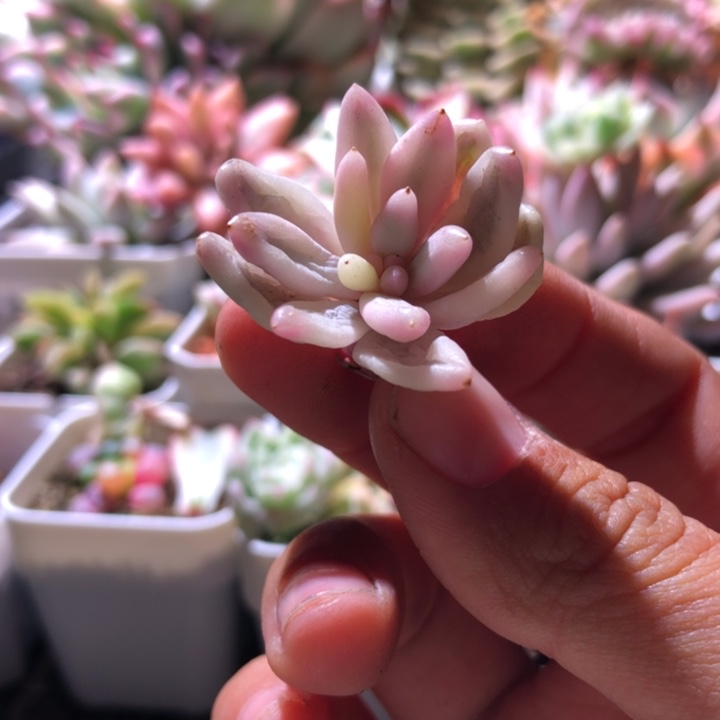 汤圆覆轮锦砍头无根