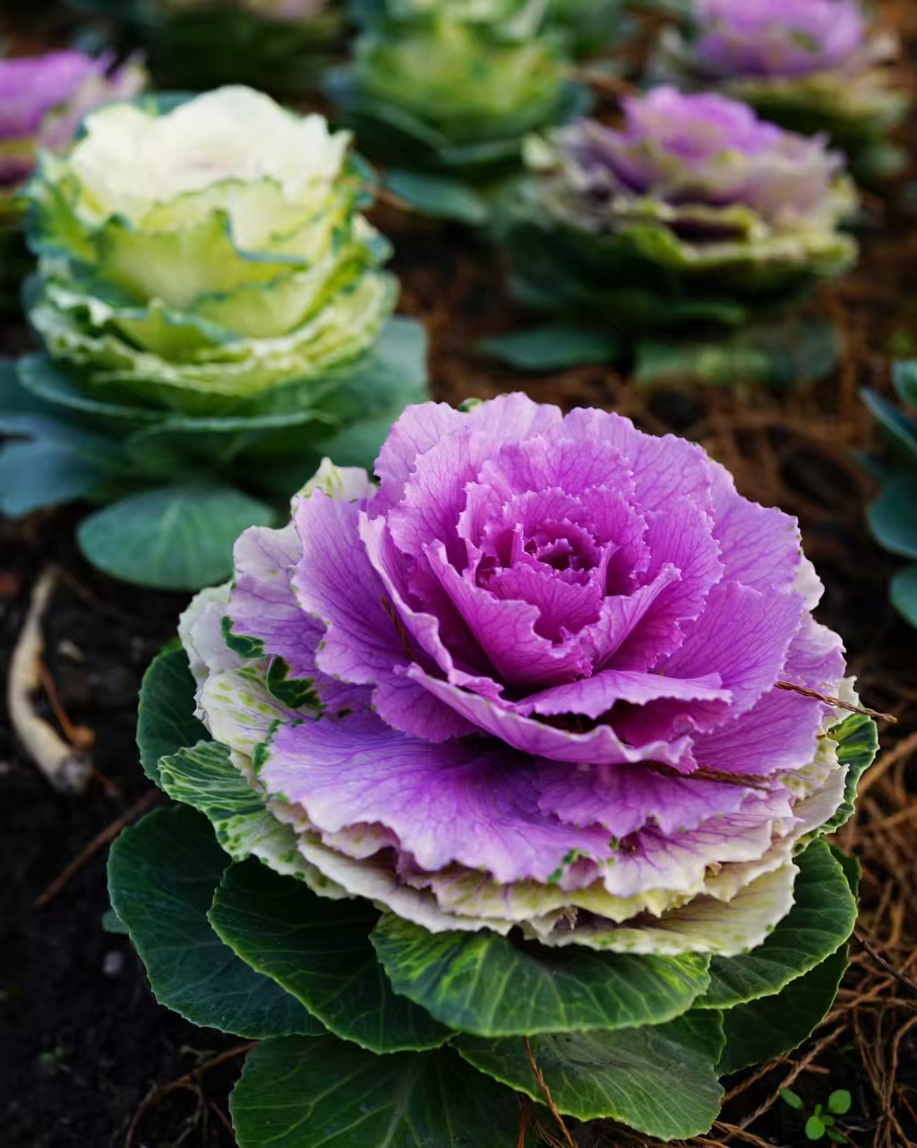 【新疆包邮】羽衣甘蓝盆栽 耐寒好养 适合庭院 阳台