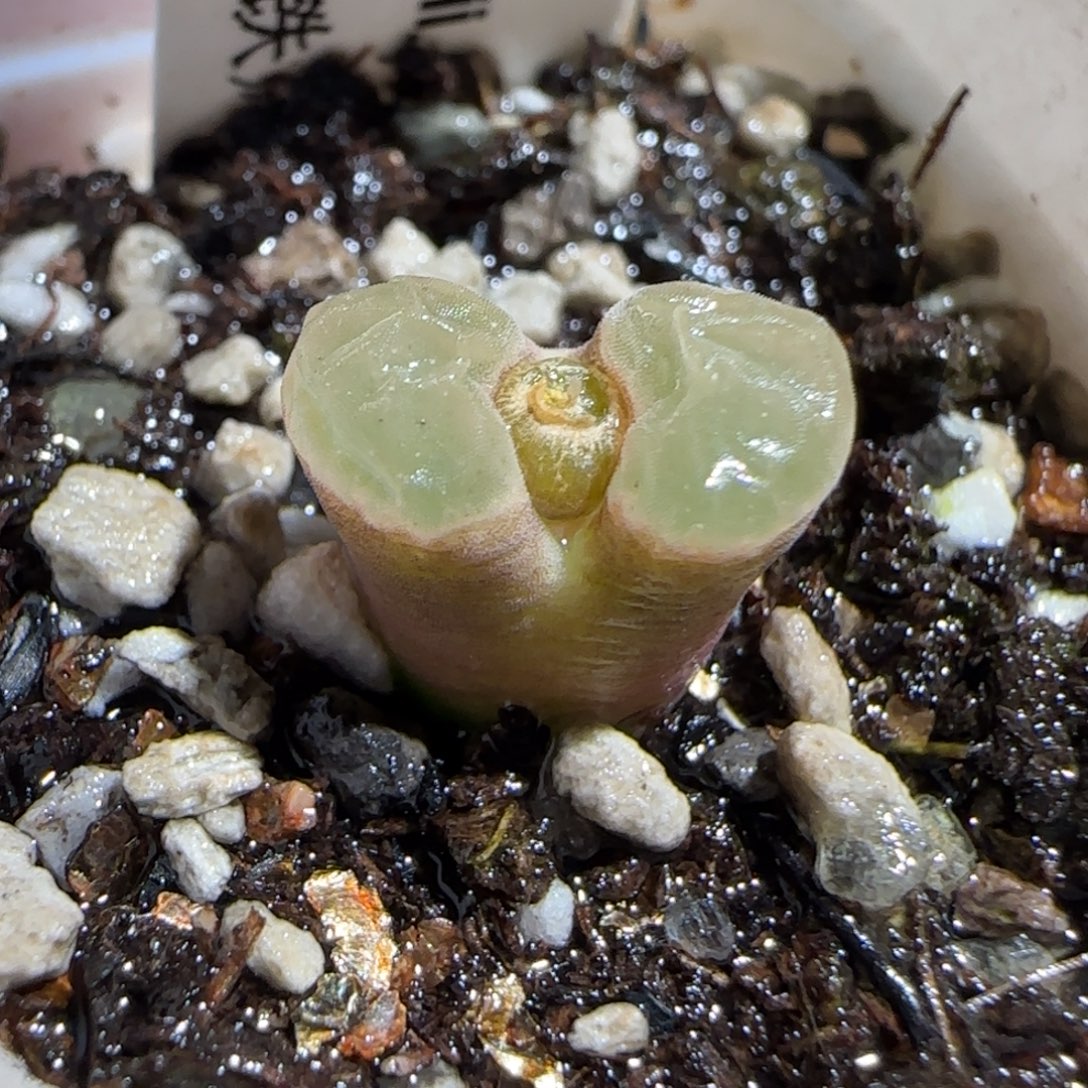 肉锥多肉植物组合-磁铁106