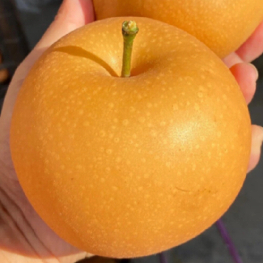 秋月梨2-3粒约930g