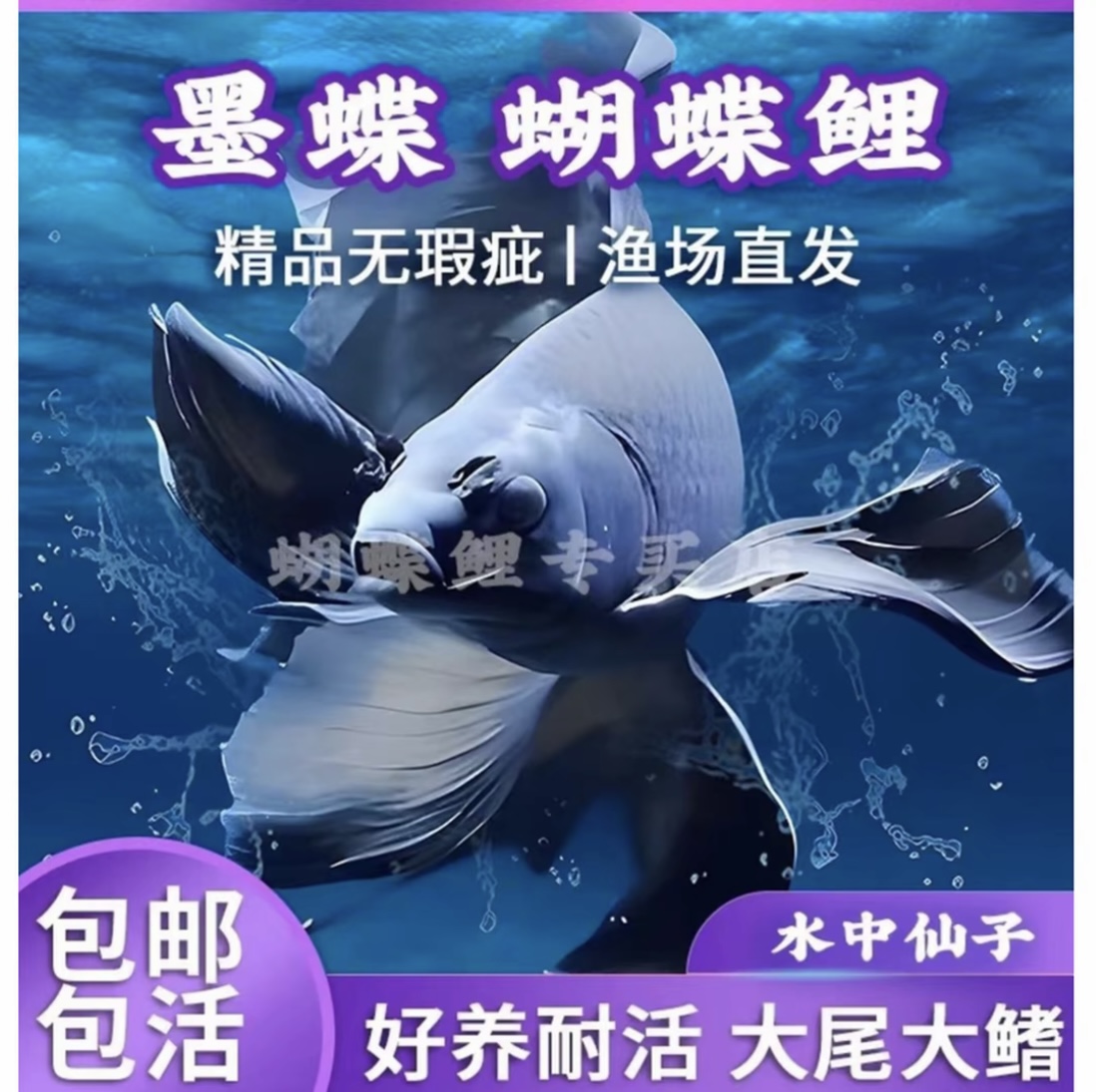精品蝴蝶鲤18-20短身墨蝶渔场直发蝴蝶鲤鱼混养群养顺丰包邮