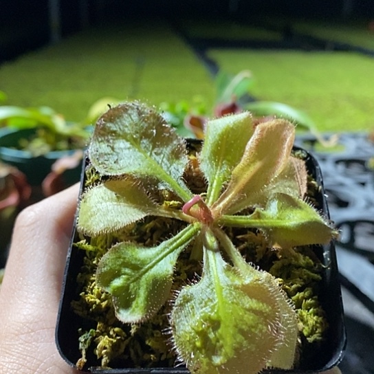 完全开放仙女座茅膏菜