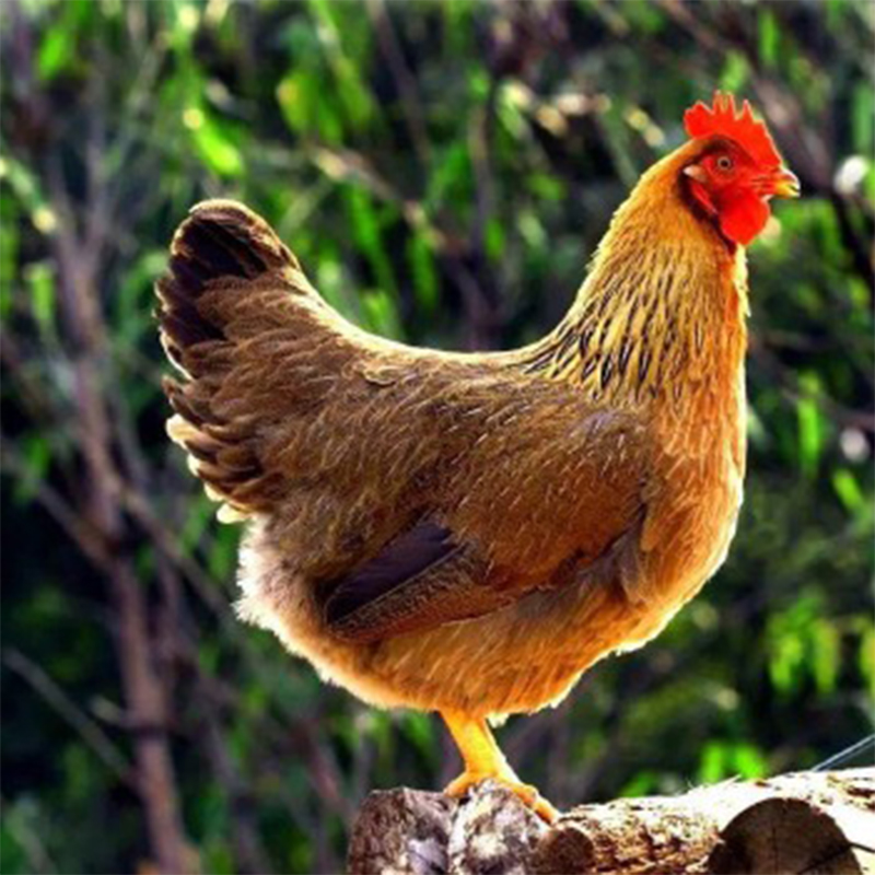 [3只鸡] 清远养足300天以上老身鸡 农家放养散养走地鸡煲汤老鸡