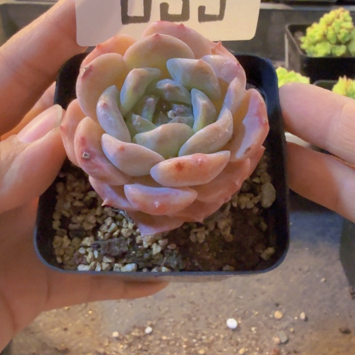 639，qqqqqqqqqqqqqqq