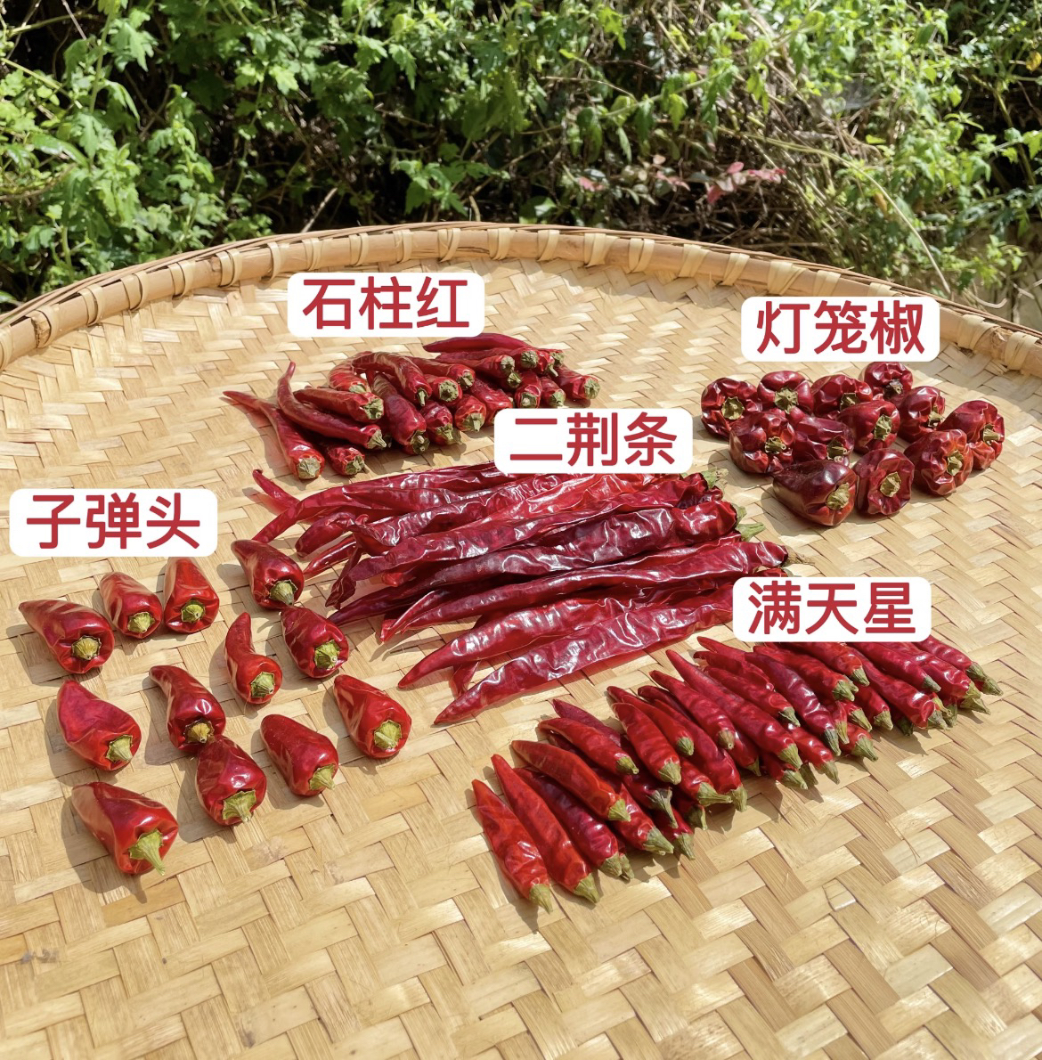 【全家福】特辣微辣灯笼椒辣椒二荆条子弹头石柱红满天星干辣椒