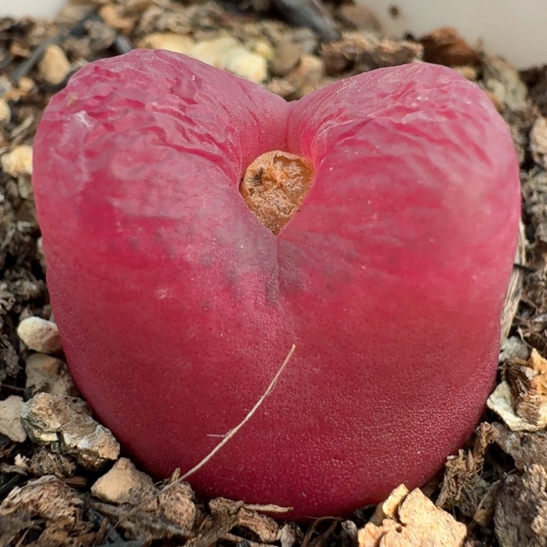 878带盆土发货00000000