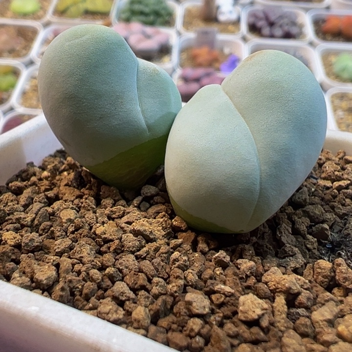 483多肉植物种类多样