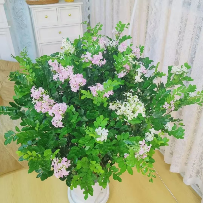 九里香植物好养盆栽可驱蚊驱虫净化甲醛适合室内阳台种植