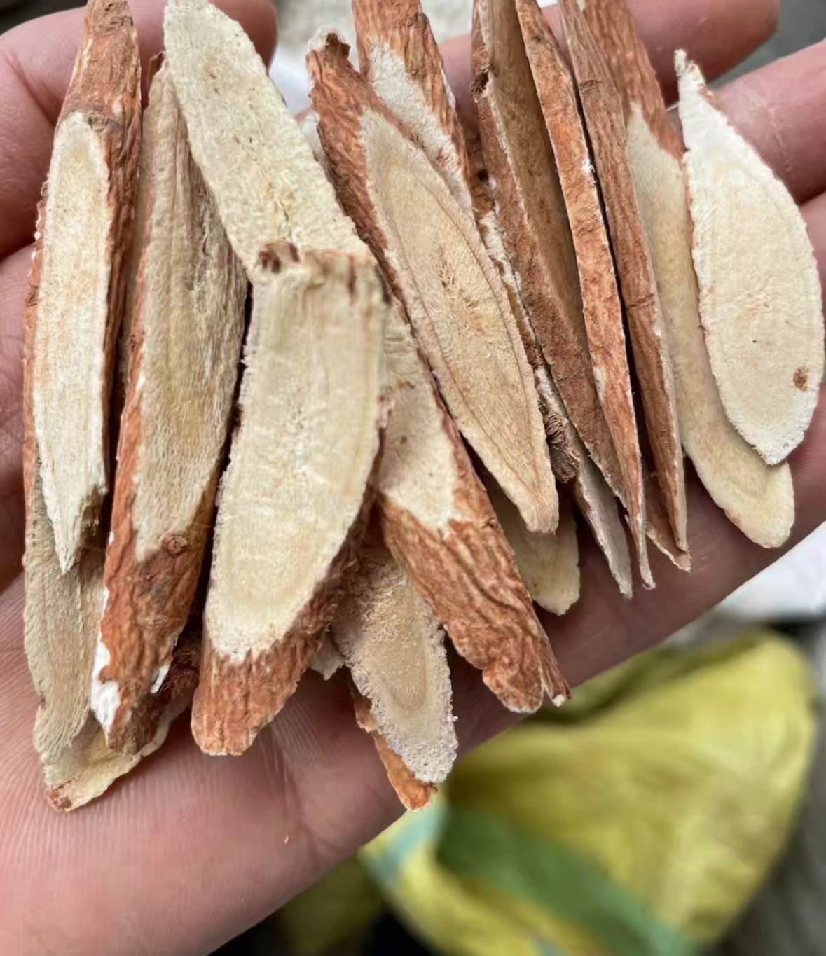 云南野生红皮黄芪