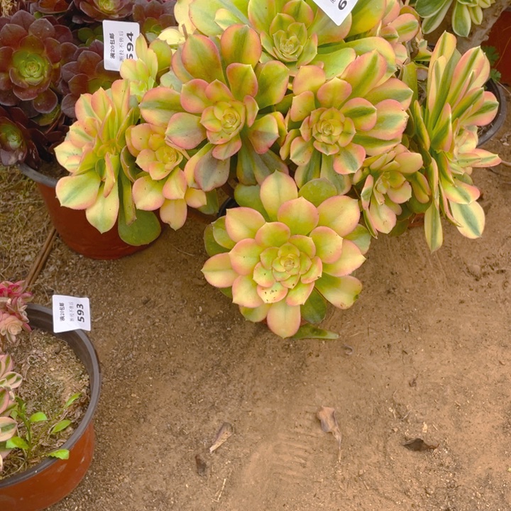 605香妃法师多肉断枝不售后