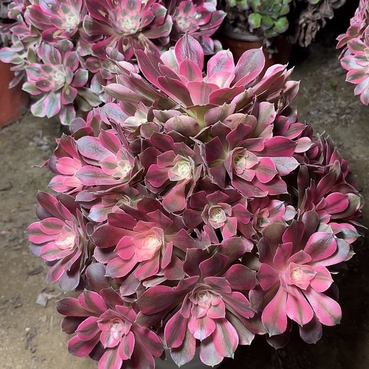 多肉植物法师香妃9