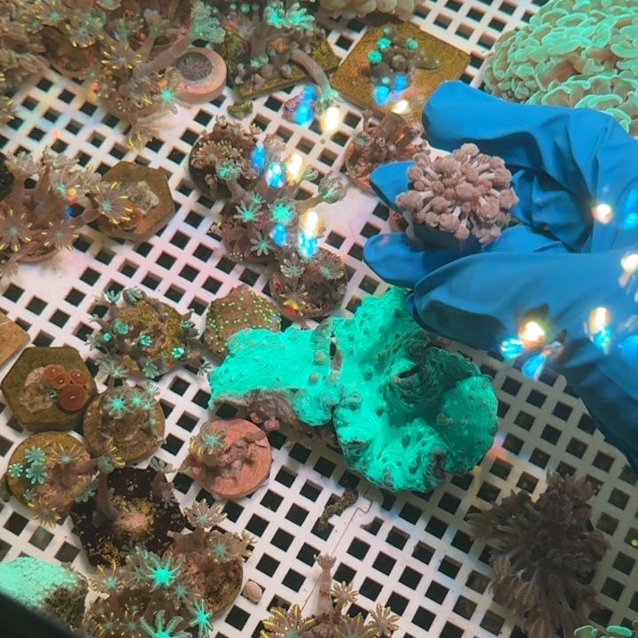 悠***瓜奶嘴海葵千手11111111