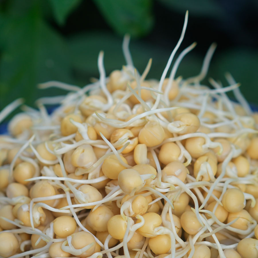 贵州农家豌豆芽温水泡发新鲜豌豆芽可用于火锅煲汤白豌豆芽