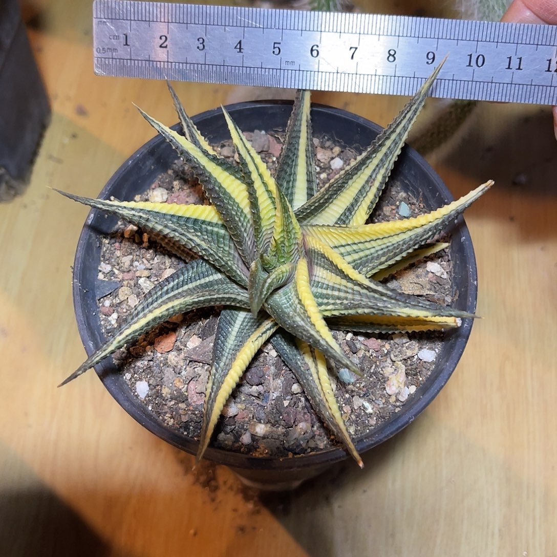 琉璃殿锦一物一拍