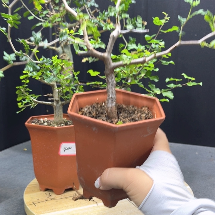 滔天橄榄一物一拍