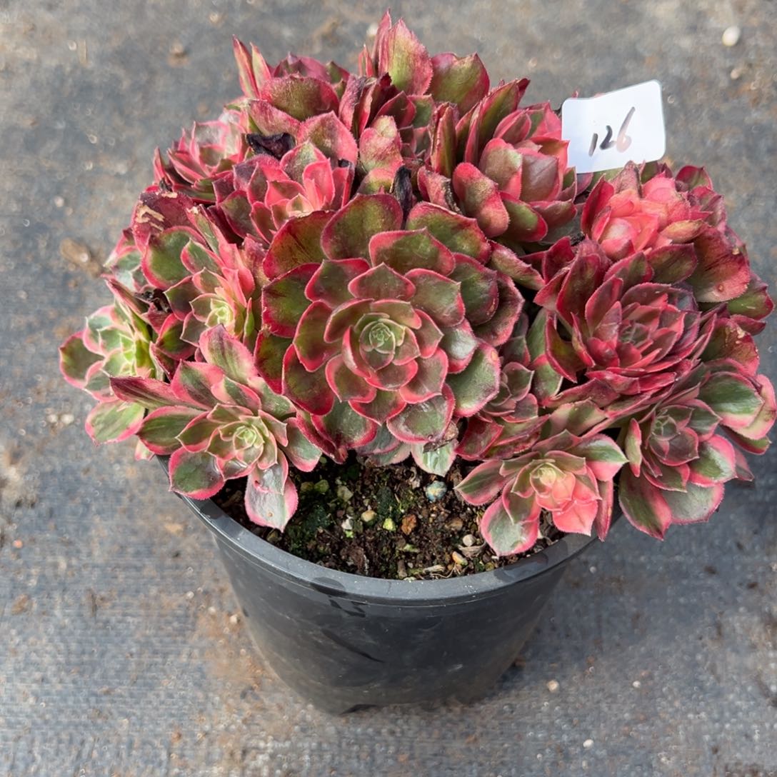 126黑魔锦八毛缀多肉系