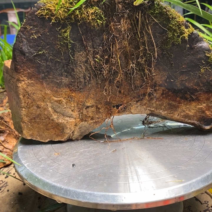 鱼*菖蒲这就是所谓一次