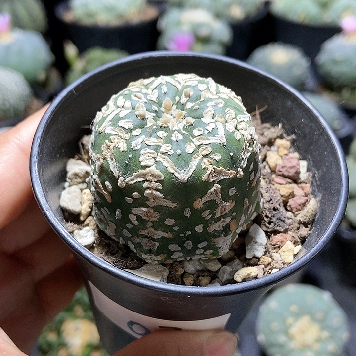 03V                  