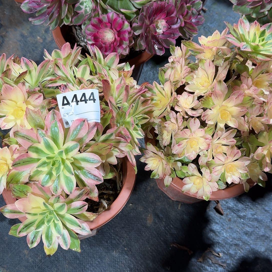 金***）荷花多肉两个a444