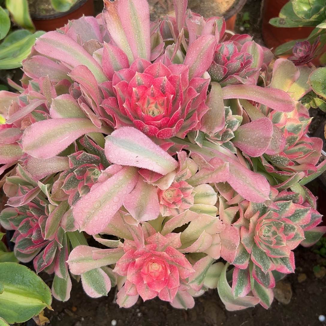 多肉植物香妃老庄