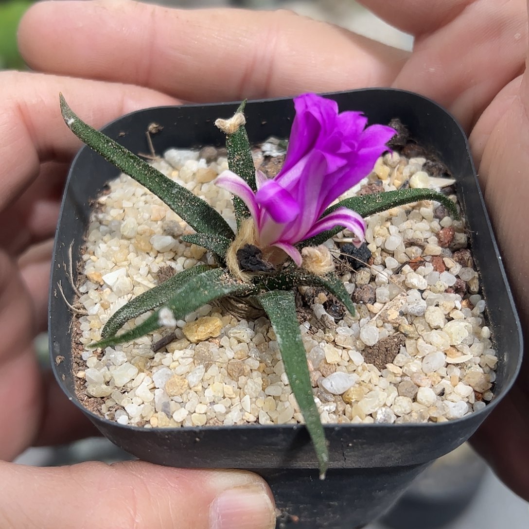 龙舌兰牡丹66688888