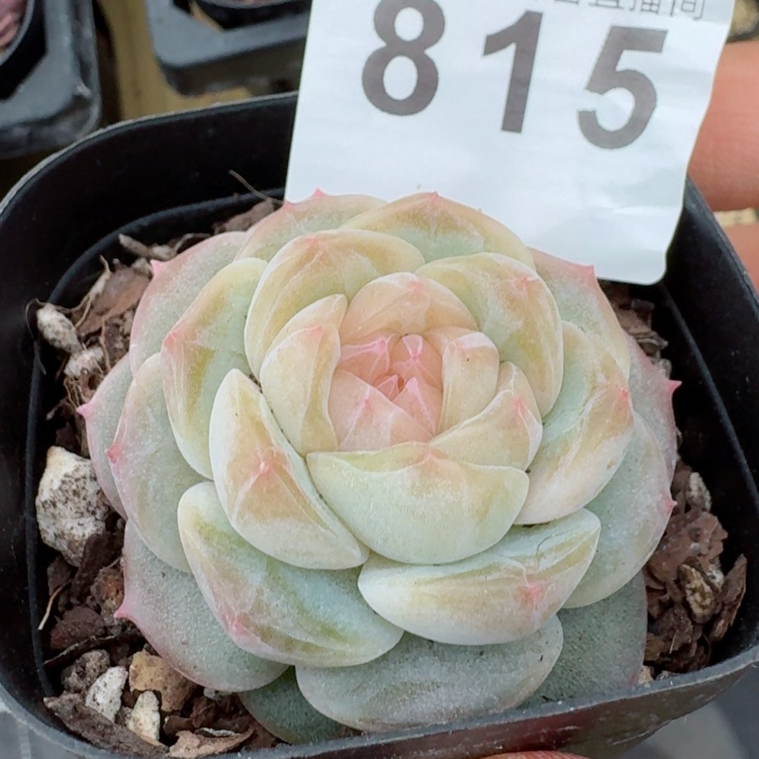 孤品白心      多肉植物开播福利捡漏